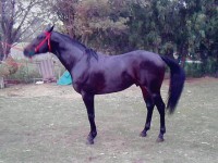 /album/tratamiento-para-cabllos-spc/a599402-112502832226061-339410333-n-jpg/